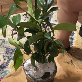 Photo of the plant species Banana shrub by @SolidlyPinetree named Jessie on Greg, the plant care app