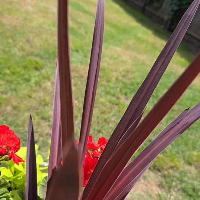 Photo of the plant species Cordyline australis 'Red Star' by @KookyCidergum72 named Lillith on Greg, the plant care app