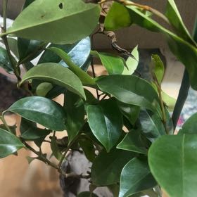 Photo of the plant species Banana shrub by @ChosenRamarama named Dolores on Greg, the plant care app