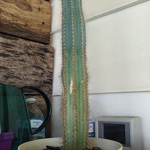 Photo of the plant species Blue Torch Cactus by @UnwaveringBonsi named Rick on Greg, the plant care app