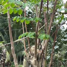 Photo of the plant species Benzoil Tree by S named Duke on Greg, the plant care app