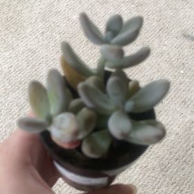 Photo of the plant species Sedium Craigii by @SavoryPigfern53 named Muhammad Ali on Greg, the plant care app