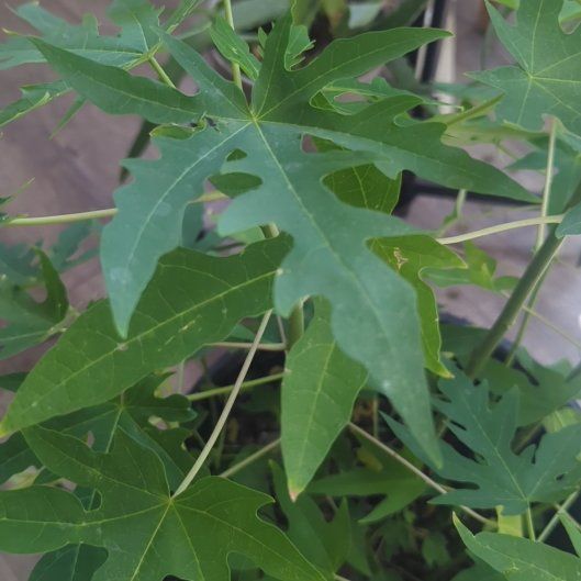 Photo of the plant species Papaya by @CivicLionsear63 named Zeus on Greg, the plant care app