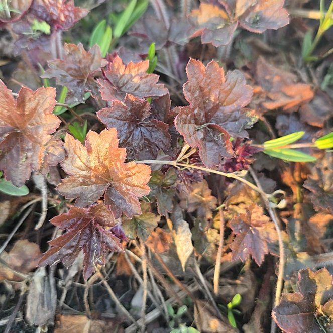 Photo of the plant species Asiatic Crane's Bill by @UnharmedSedge20 named Michelle Branch on Greg, the plant care app