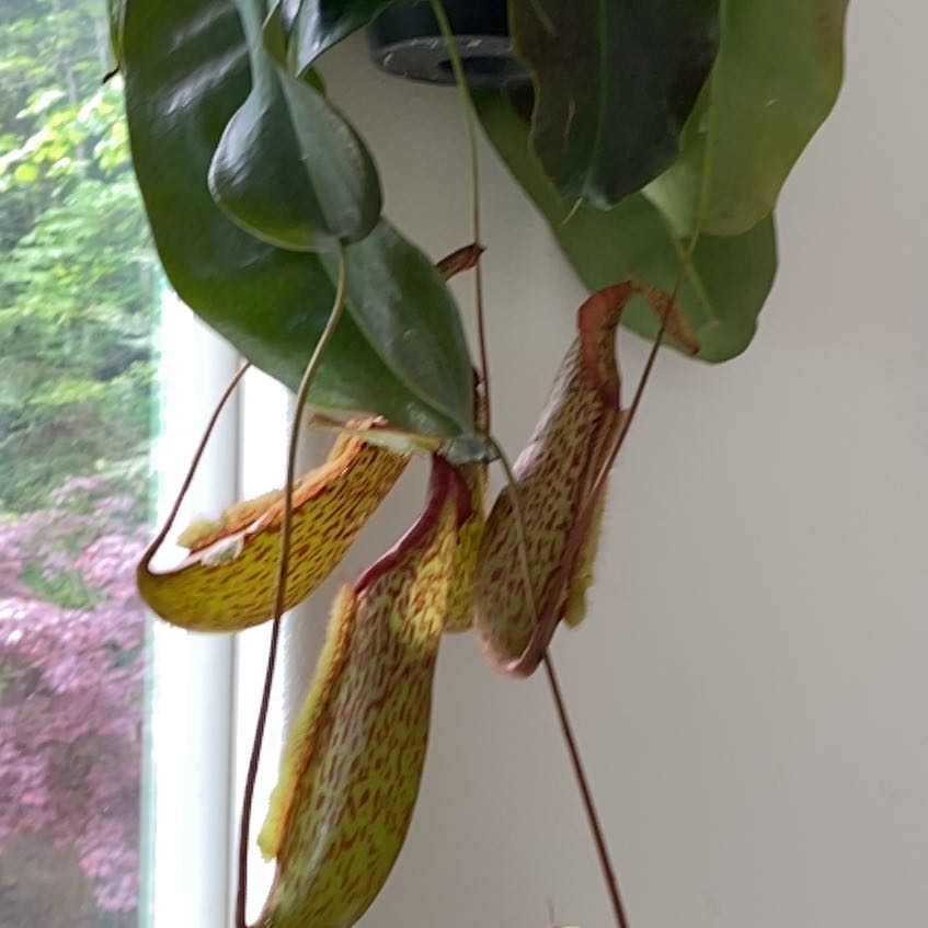 Photo of the plant species Pitcher Plant by @PhenomenalDaisy named Sproutacus on Greg, the plant care app