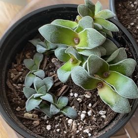 Photo of the plant species Crassula Morgan Hybrid w. Silver Springtime by @turquoisedonkey named Garnet on Greg, the plant care app