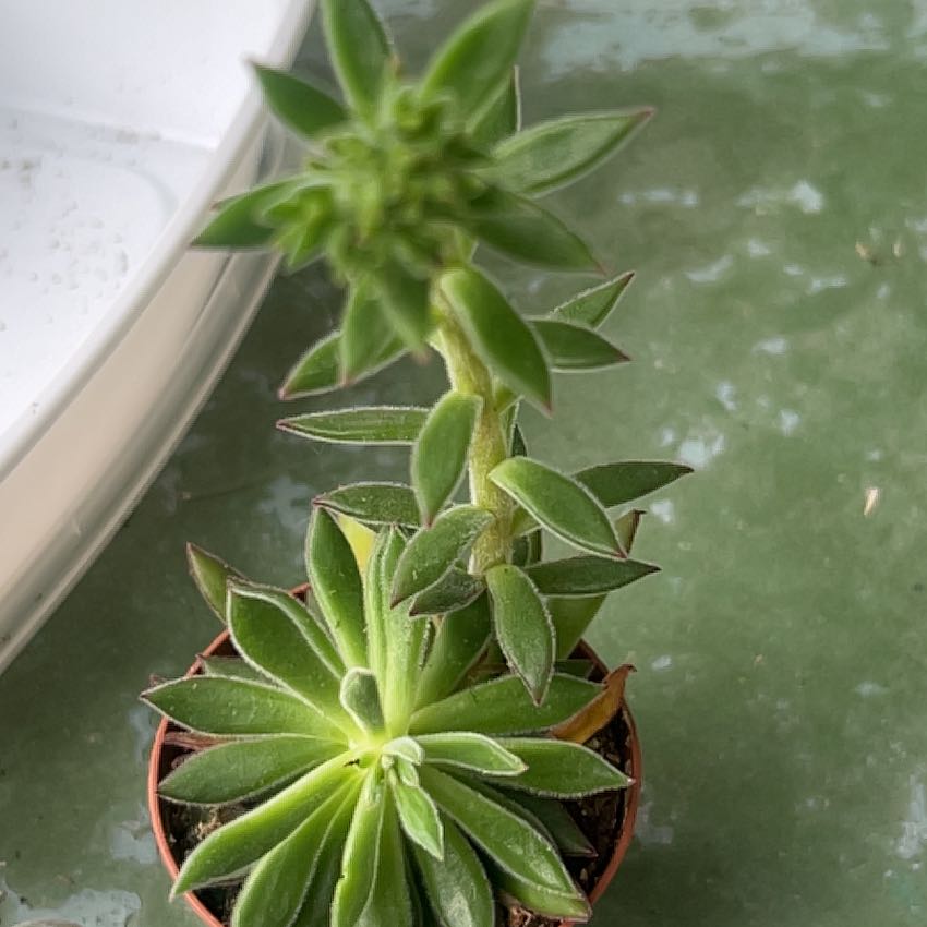 Photo of the plant species Echeveria Arrow by @EarnestWorm named Harry on Greg, the plant care app