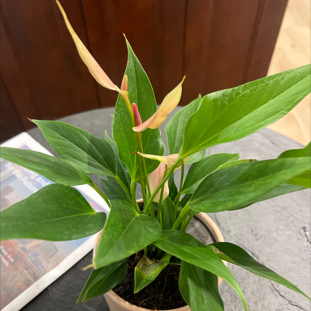 Photo of the plant species Lilli by @MuscularTawa named Khaleesi on Greg, the plant care app
