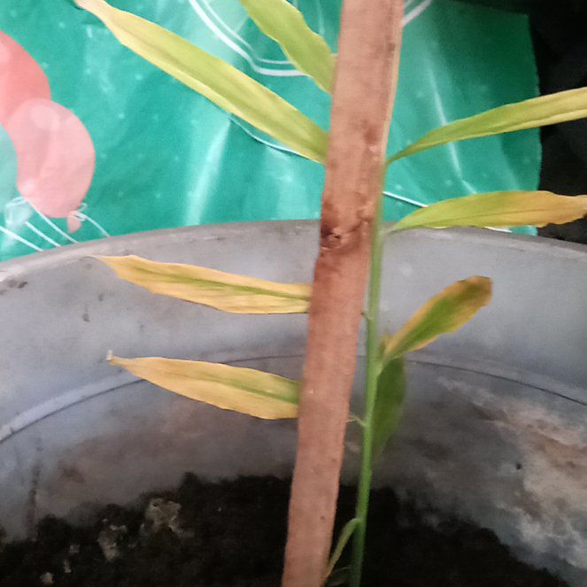 Photo of the plant species Expanded Lobsterclaw by @FitTule45 named Elle on Greg, the plant care app