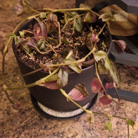 Photo of the plant species Tradescantia zebrina 'Violet Hill' by @CrispParaderose named Lady Violet on Greg, the plant care app