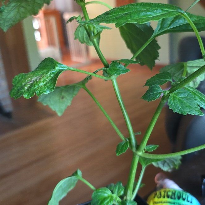 Photo of the plant species Patchouli by @HardyCasimiroa named Sherlock on Greg, the plant care app