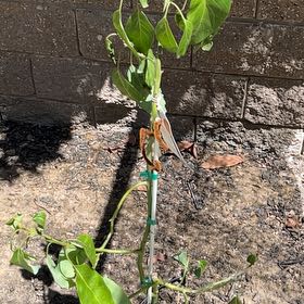 Photo of the plant species Fuerte Avocado by @SunnyCliantro98 named Duke on Greg, the plant care app