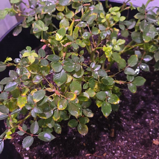 Photo of the plant species Rose by @ShantiAlcorn named Einstein on Greg, the plant care app