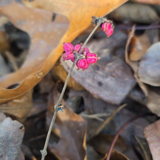 Photo of the plant species Coralberry by @BrightMoonwort named Sage on Greg, the plant care app