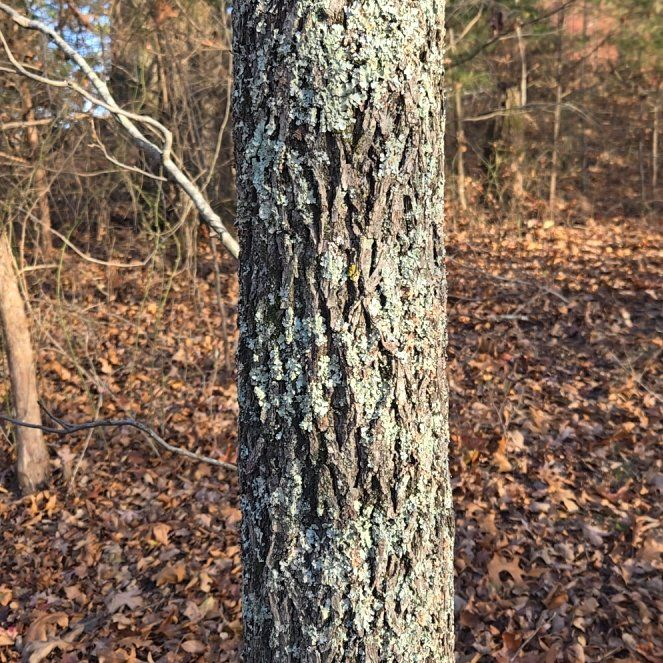 Photo of the plant species Pignut Hickory by @BrightMoonwort named Athena on Greg, the plant care app