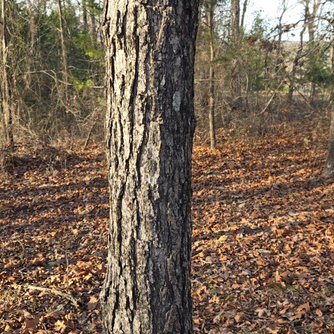 Photo of the plant species Swamp Tupelo by @BrightMoonwort named Harmony on Greg, the plant care app
