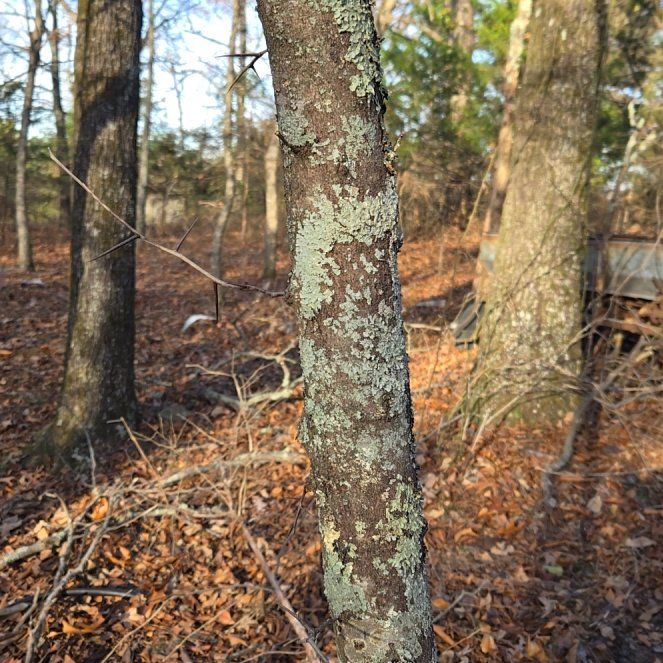 Photo of the plant species Canada Balsam by @BrightMoonwort named Ulysses S Plant on Greg, the plant care app