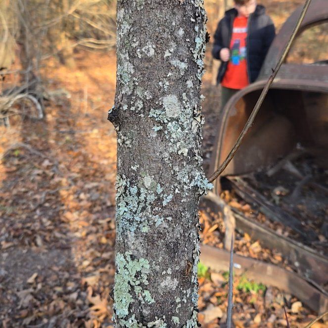 Photo of the plant species American Chestnut by @BrightMoonwort named Clooney on Greg, the plant care app