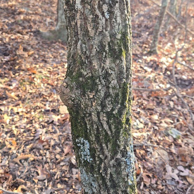 Photo of the plant species Swamp Tupelo by @BrightMoonwort named da Vinci on Greg, the plant care app