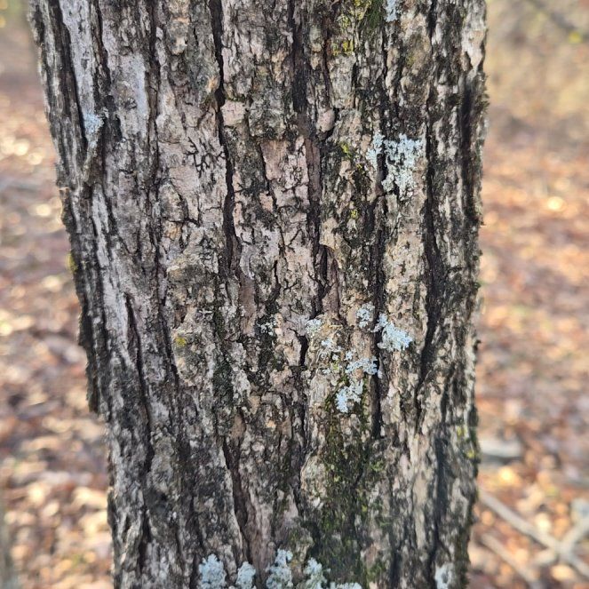 Photo of the plant species White Oak by @BrightMoonwort named Fernie Saunders on Greg, the plant care app