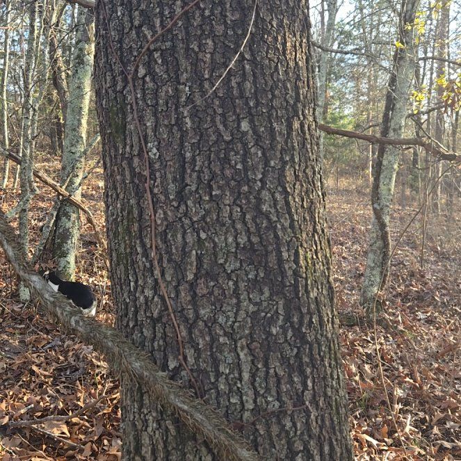 Photo of the plant species Black Oak by @BrightMoonwort named Kylie on Greg, the plant care app