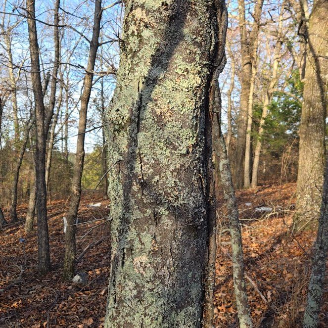 Photo of the plant species American Chestnut by @BrightMoonwort named Plato on Greg, the plant care app