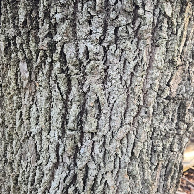 Photo of the plant species Atlas Cedar by @BrightMoonwort named Diana on Greg, the plant care app