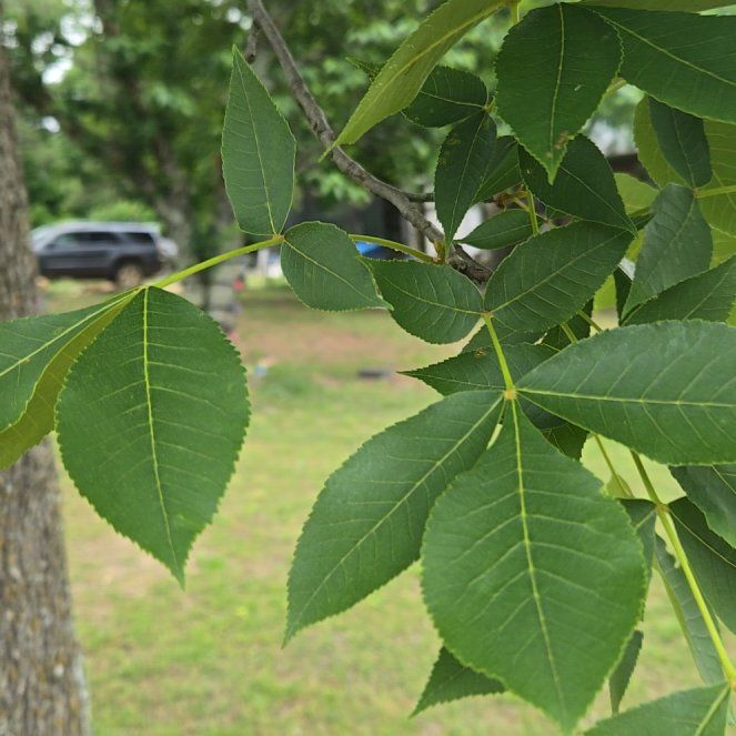 Photo of the plant species Black Hickory by @BrightMoonwort named Leaf Erickson on Greg, the plant care app