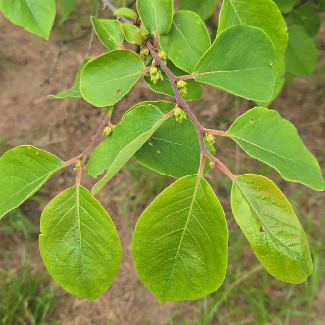 Photo of the plant species Common Persimmon by @BrightMoonwort named Bella on Greg, the plant care app