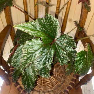 Rex Begonia plant in Austinburg, Ohio