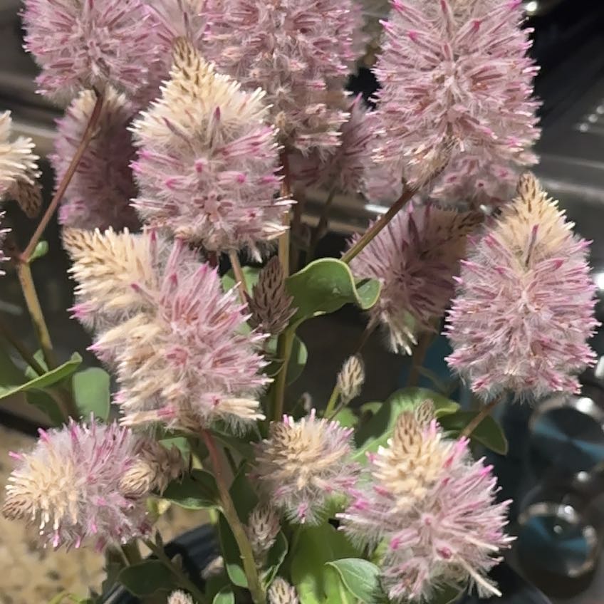 Photo of the plant species Pink Mulla Mulla by @PoetMakura72 named Demi on Greg, the plant care app