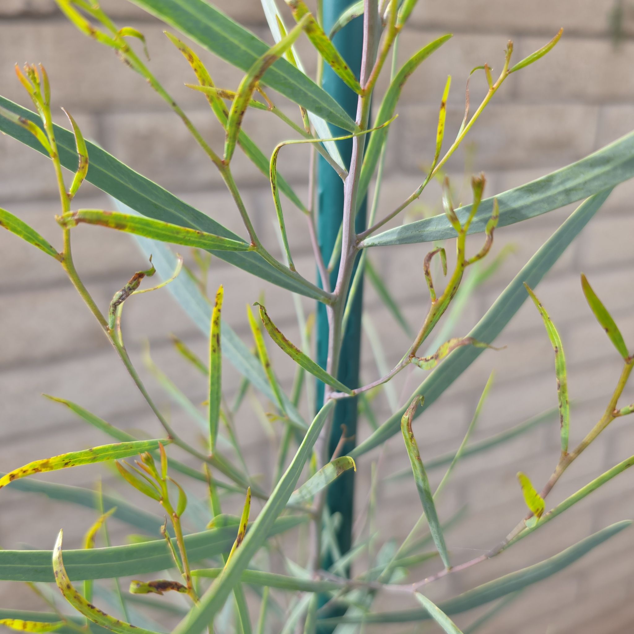 Photo of the plant species Broughton Willow Wattle by @SharpBarley named Curie on Greg, the plant care app