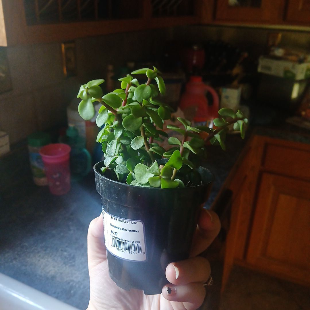 Photo of the plant species Portulacaria afra 'Prostrata' by @FunPeony18 named Cleopatra on Greg, the plant care app