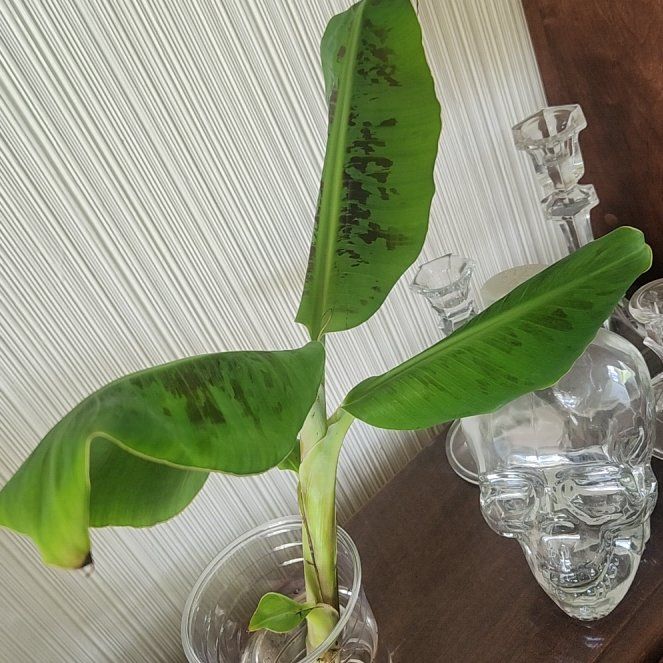 Chiquita