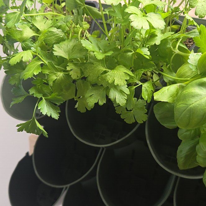 Photo of the plant species Italian Parsley by @HipLoquat11 named Darwin on Greg, the plant care app