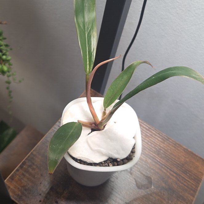 Photo of the plant species Caramel Marble Philodendron by @HipLoquat11 named Pax on Greg, the plant care app