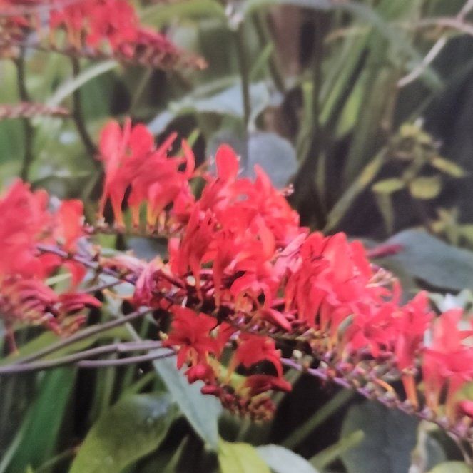 Photo of the plant species Crocosmia 'lucifer' by @HeroBilberry18 named Prince on Greg, the plant care app