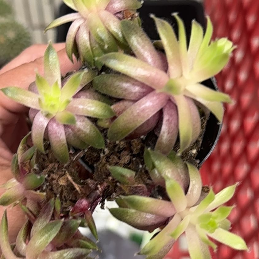 Photo of the plant species Asst Succulent by @RiverRain named Coco on Greg, the plant care app