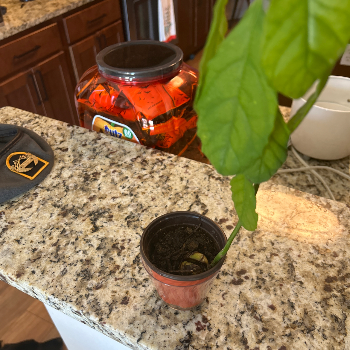 Photo of the plant species Avacodo Plant by @Purplehazed named Mudula I’ve gotta lotta on Greg, the plant care app