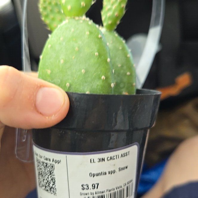 Photo of the plant species Opuntia by @PrimeOricad65 named The cactus on Greg, the plant care app