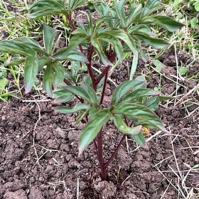 Photo of the plant species Peony by @DollCreambush68 named Coco on Greg, the plant care app