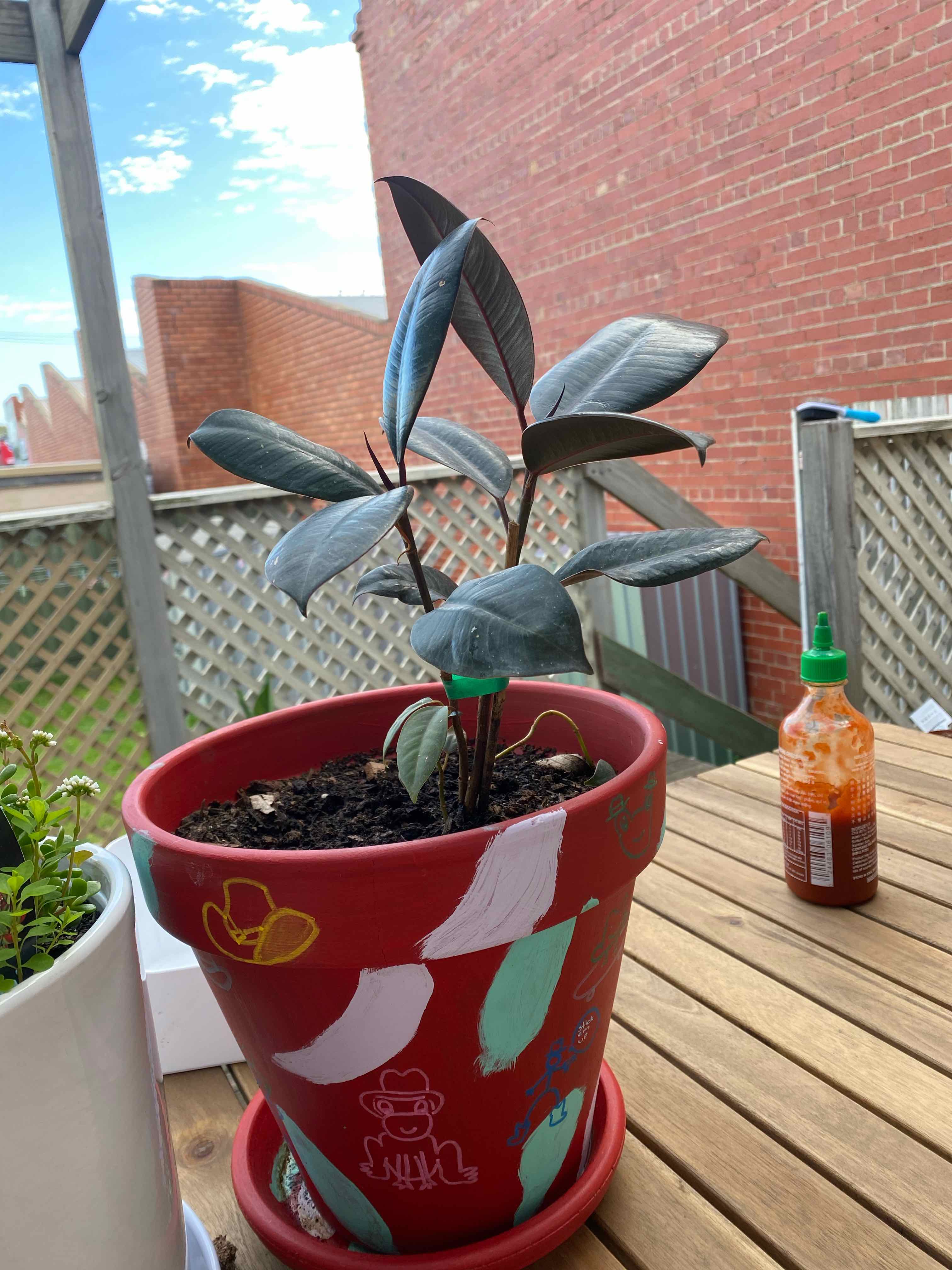 Burgundy Rubber Tree in a decorated pot on a wooden table with a brick wall background.