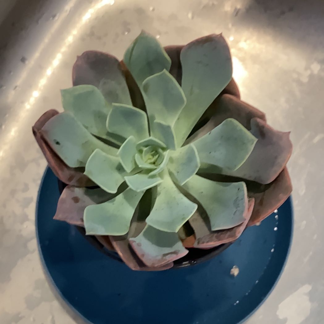 Photo of the plant species Echeveria 'Misty Lilac' by @DominantBlueash named Cristine Cactis on Greg, the plant care app