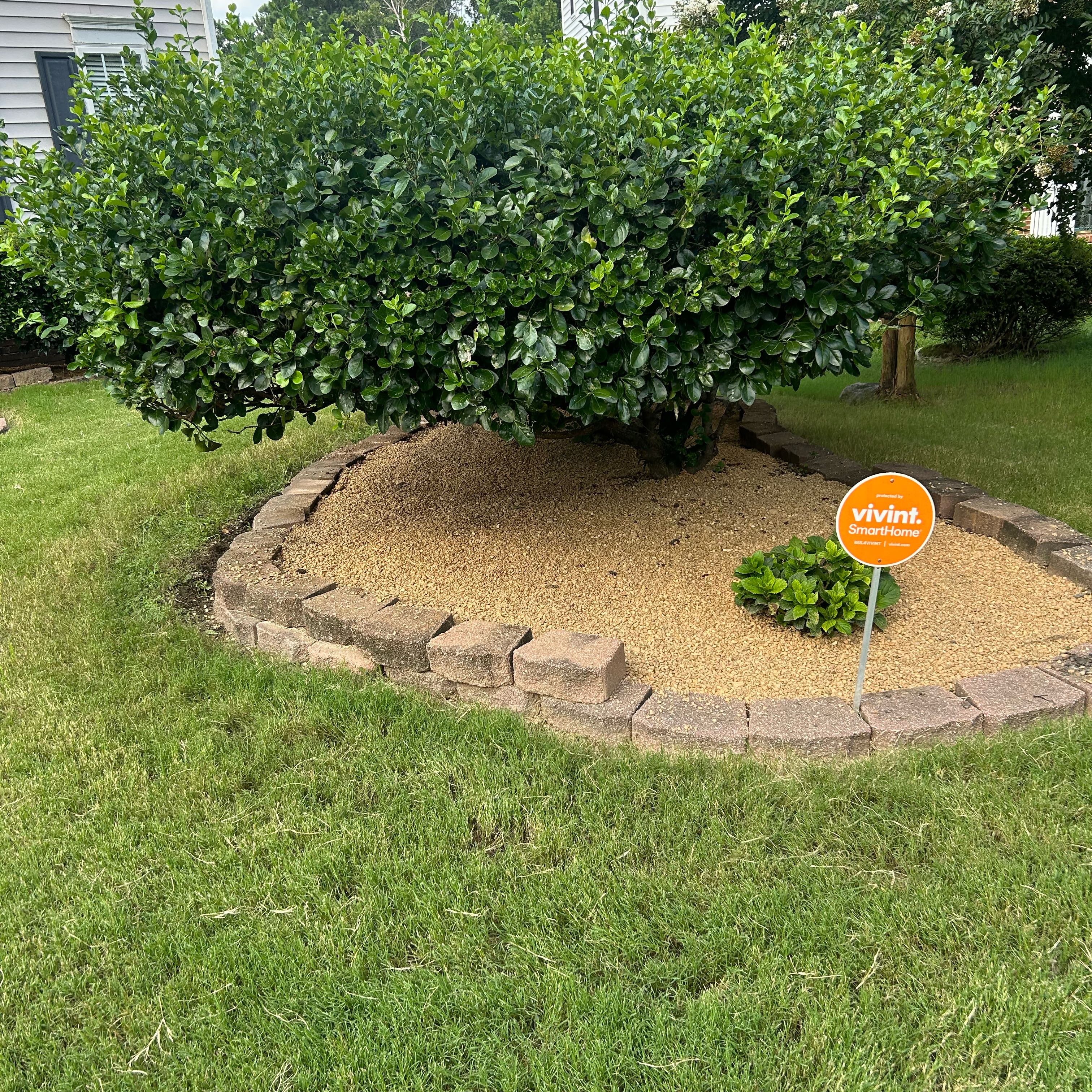 Photo of the plant species Coco Plum by @SpunkyNoni named ChloroPhil on Greg, the plant care app