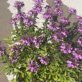 Photo of the plant species Mystic Spires Blue Salvia by @BusyHairbrush27 named Xena on Greg, the plant care app