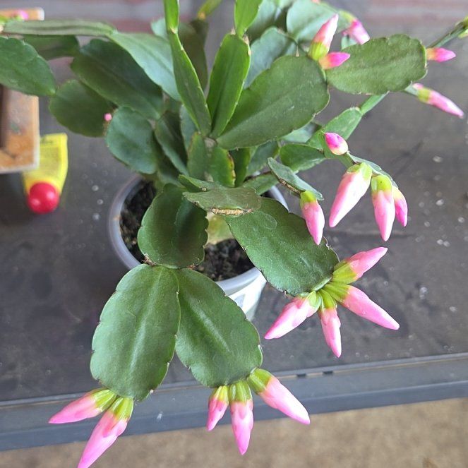 Photo of the plant species Pink Ice Easter Cactus by @ExpertLukasikii named Curie on Greg, the plant care app