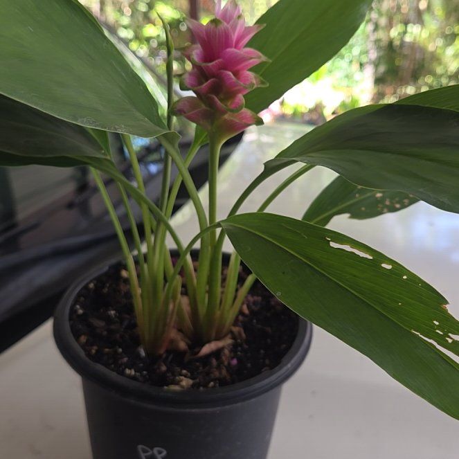 Photo of the plant species Red Ginger by @ExpertLukasikii named Mando on Greg, the plant care app