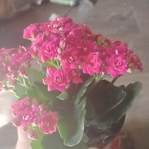 Photo of the plant species Kalanchoe blossfeldiana 'Pink' by @SterlingRimu9 named Sage on Greg, the plant care app