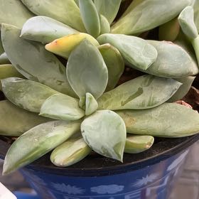 Photo of the plant species Pachyveria 'blue quartz' by @ZingyPotato48 named Willow on Greg, the plant care app