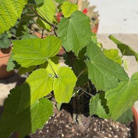 Photo of the plant species Redvein Abutilon by @FunPersia79 named Beckham on Greg, the plant care app